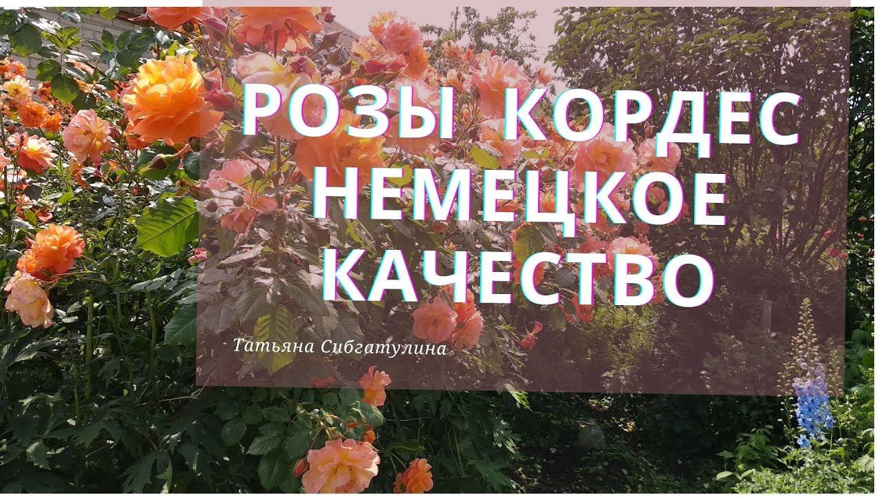 Розы Кордес в моем саду