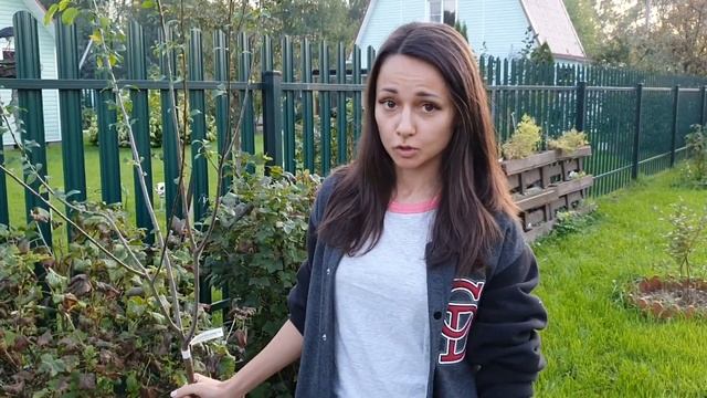 Как посадить алычу | Сорт "Комета Кубанская"