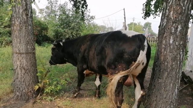 Сдал быка (забой быка)