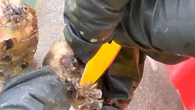 Zakayo’s left foot ROTTEN JIGGERS with THICK SCALES - subscribe @riseupsociety.net watch full video