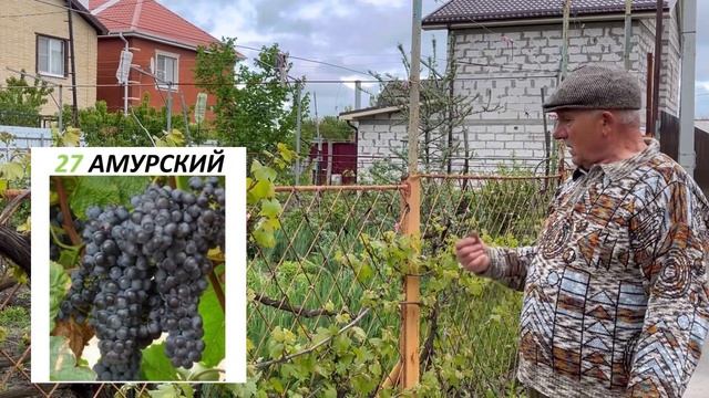 Живая изгородь Виноград Амурский 2 часть