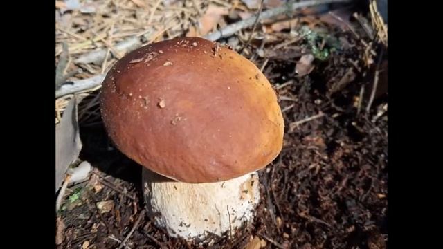 А ЗНАЕТЕ ЛИ ВЫ ГДЕ РАСТУТ БЕЛЫЕ ГРИБЫ И КАК ИХ ПОБОЛЬШЕ СОБРАТЬ