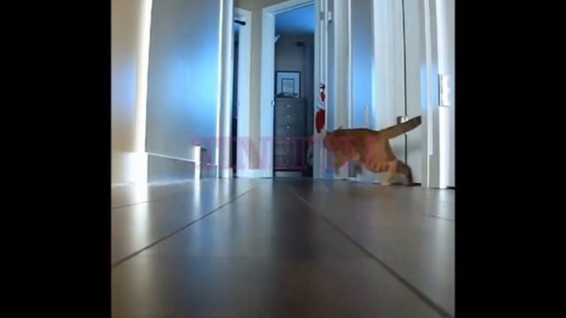 cats drift. коты дрифтят