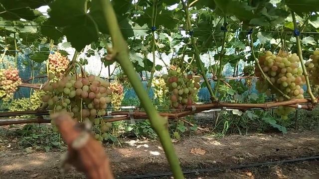 Сколько кистей оставлять на винограде Нагрузка куста винограда гроздями