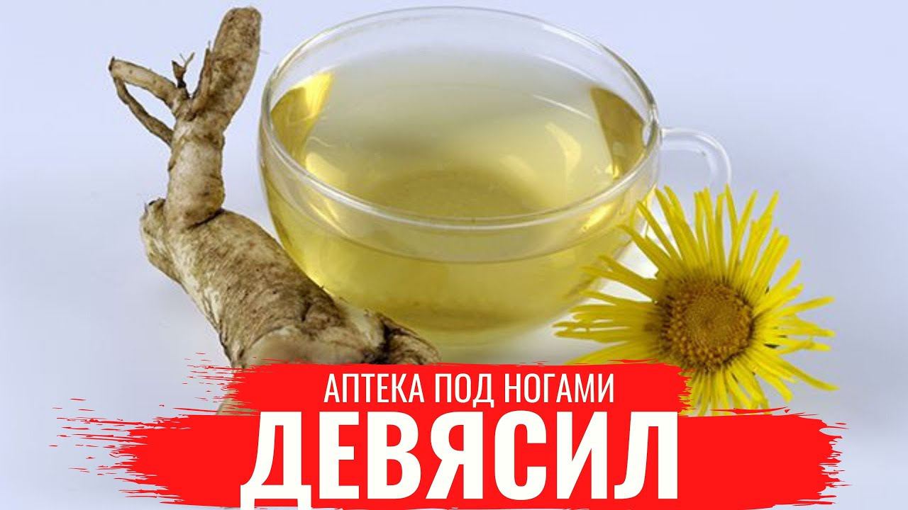 ДЕВЯСИЛ (Садовый подсолнух) / О правилах сбора, нюансах заготовки /Аптека под ногами