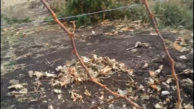 Обрезка двухлетнего куста винограда