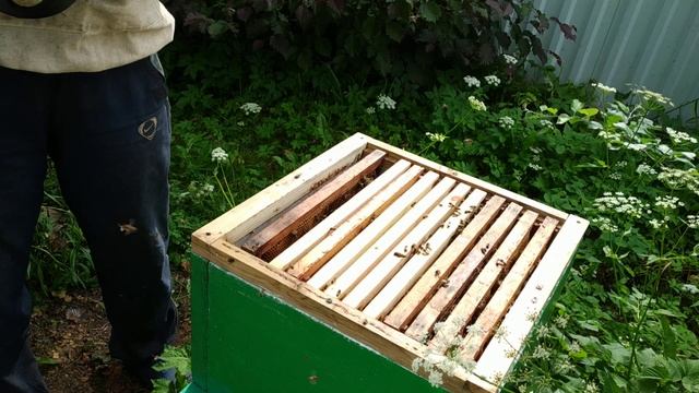 Чистотел хороший помощник против клеща Варроа.Обработка пчел.Хорошая дезинфекция.лечение варроатоз