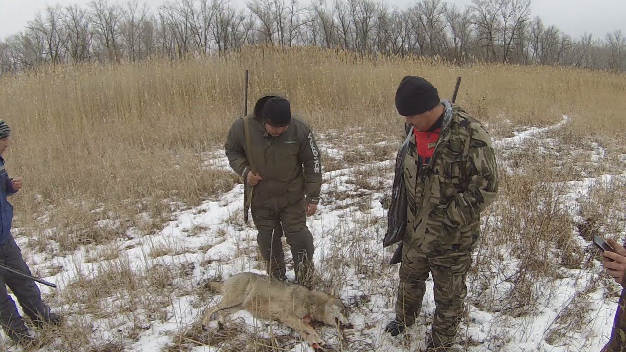 охота на волка В КАМЫШАХ в Астраханской области.