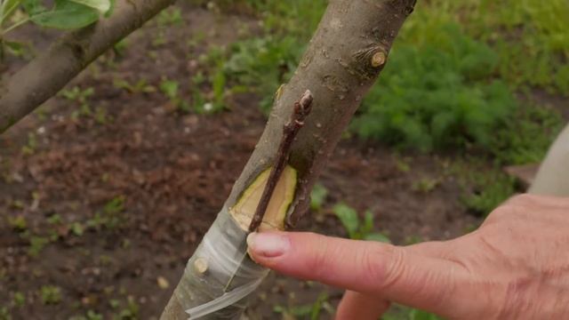 Лучший способ прививки деревьев для начинающих. Паразитарная прививка деревьев.
