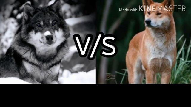 Кто сильнее серый волк или динго //волк против динго//(ANIMALS BATTLE BIT).