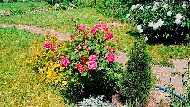 РОЗА Моден Сентенниал! ЗНАКОМЬТЕСЬ с этим сортом.