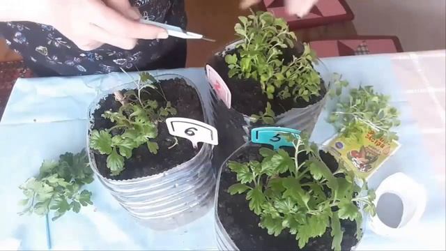Черенкование хризантемы мультифлора весной