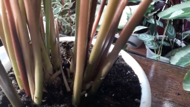 🌿Как вырастить красивые Калатеи🌿