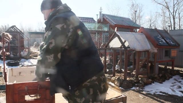 Лечим кур несушек прополисом.