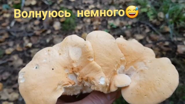 Ежовик желтый - Очень полезный и деликатесный гриб