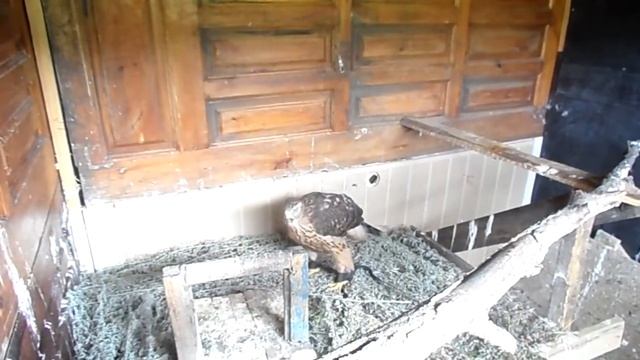 Ястреб-тетеревятник!
