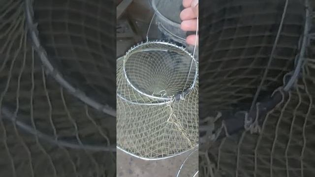 Раколовки-чернильницы своими руками...