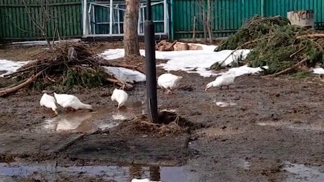 танец утят клуб микс | duckling dance rock