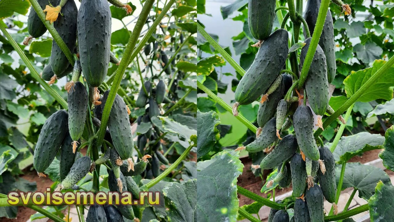 Хотите завалиться огурцами? Тогда сделайте так!