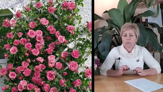 ОБЯЗАТЕЛЬНО ПОСАДИТЕ ПЛЕТИСТЫЕ РОЗЫ!!! ТОП 10 ЛУЧШИХ СОРТОВ