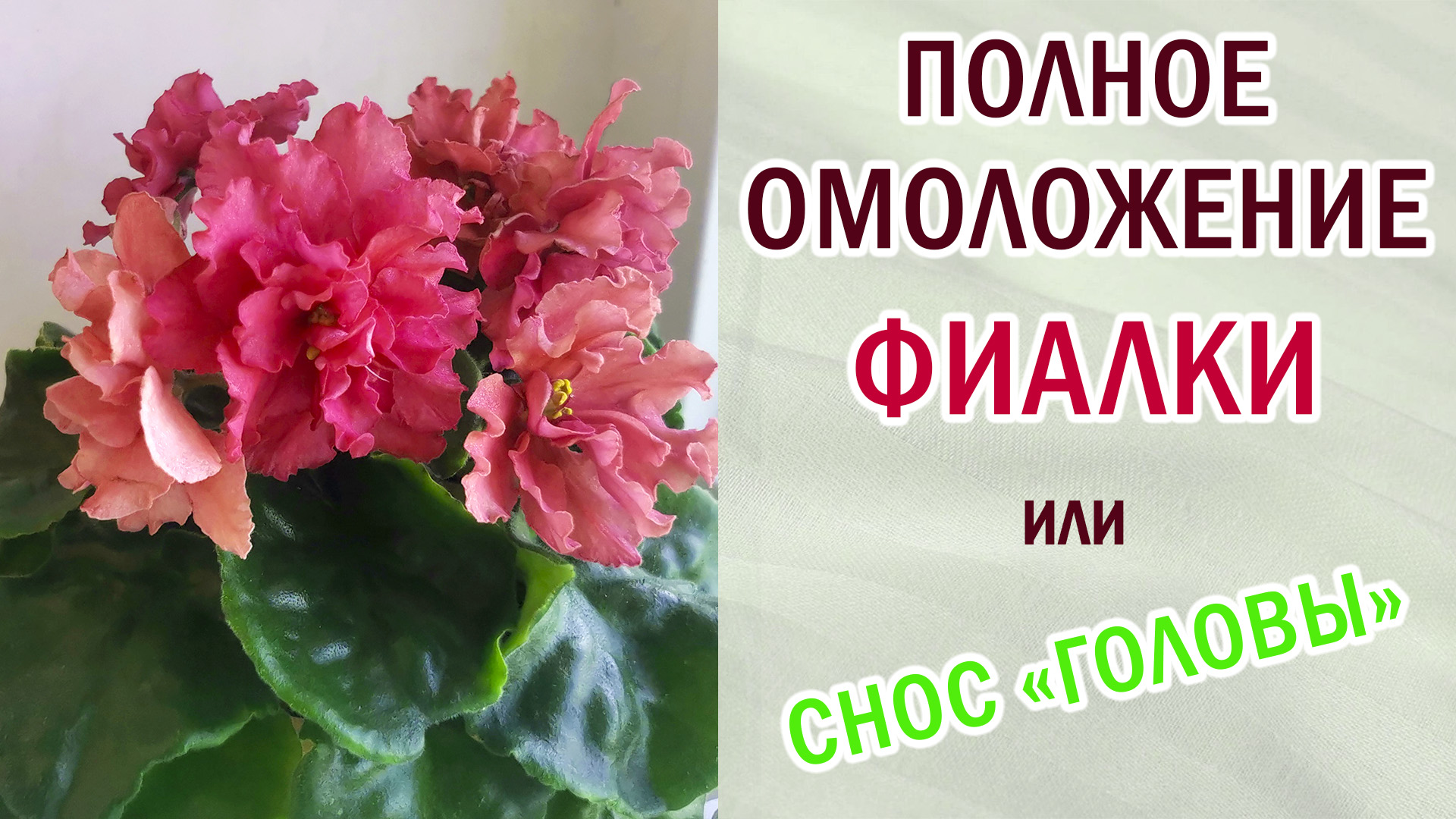Полное омоложение фиалки. Снос верхушки или снос "башки". Корни отрастают. #фиалки #сенполии