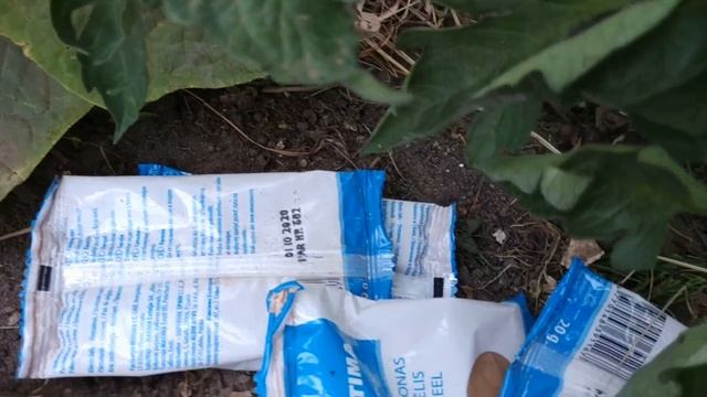 Я В ШОКЕ ! С ПЕРВОГО РАЗА ИЗБАВИЛАСЬ ОТ ПАУТИННОГО КЛЕЩА В ТЕПЛИЦЕ НА ОГУРЦАХ !