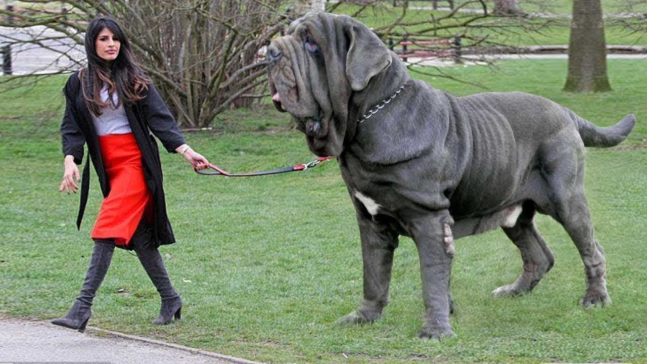 10 САМЫХ БОЛЬШИХ ПОРОД СОБАК В МИРЕ