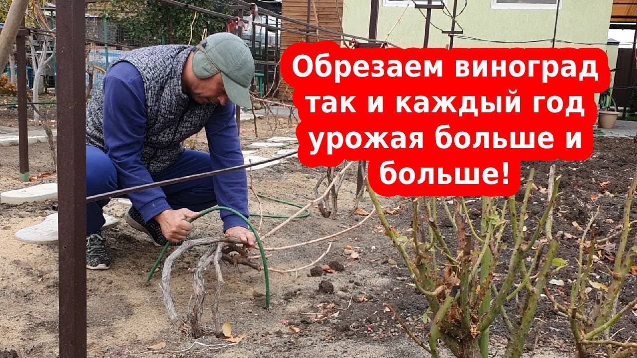 Осенняя обрезка винограда в зиму. Как обрезать виноград, обработать и укрыть от морозов