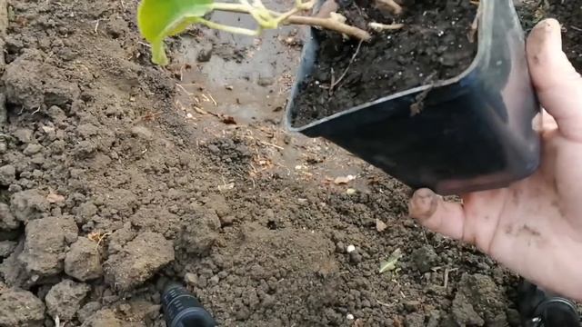 Сажаем Актинидию Аргута. #актинидия#посадкаАктинидии