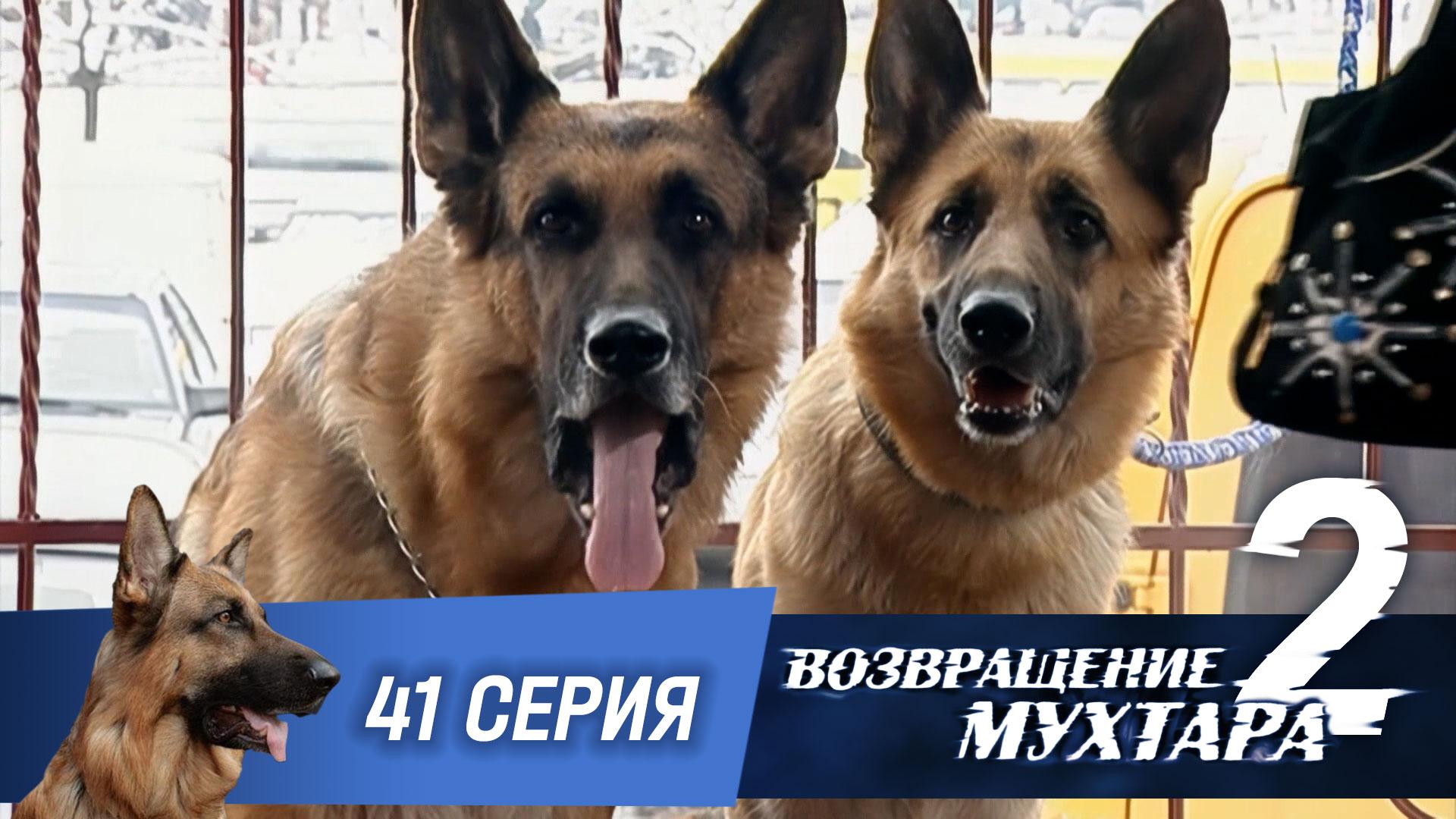 «Возвращение Мухтара — 2». 41 серия. «Степень защиты»
