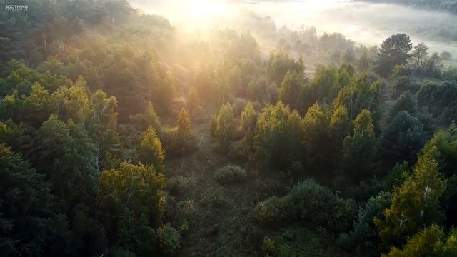 Красивая Расслабляющая Музыка | Солнечное утро Педдал Холланд
фоновая музыка