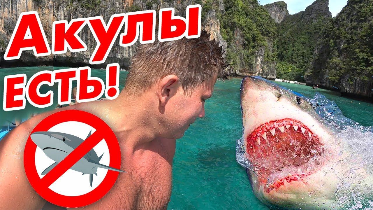 Акулы в Тайланде - здесь опасно?! Острова Пхи Пхи и Ко Тао - встреча с акулой рядом с Пхукетом