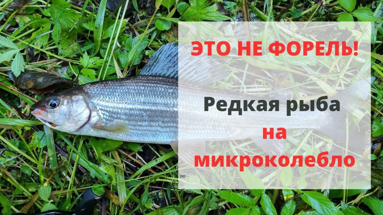 #28 #ультралайт #хариус Река, с которой нет ни одного рыболовного отчёта. Что в ней водится?