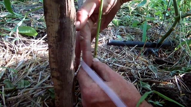 Окулировка почкой лучший способ / Прививка почкой оптимальные сроки