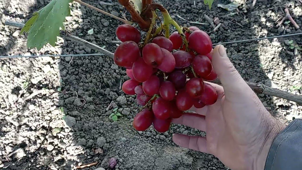 Обзор винограда Роза Красная