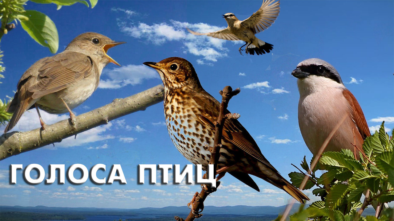 Лесные птицы и их голоса