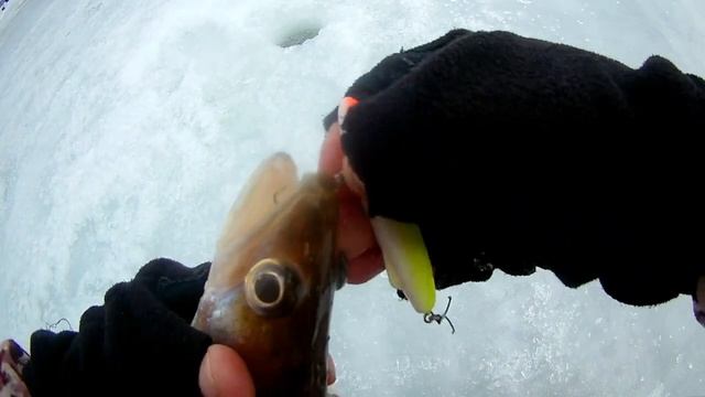 Судак на ратлин(ВИБ) с тюлькой и без. КАМСКОЕ УСТЬЕ.#Shorts