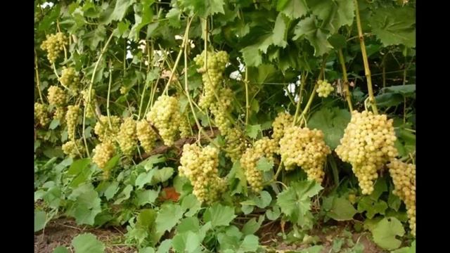 виноград Кишмиш 342 - Выращивание сорта: как сделать все правильно