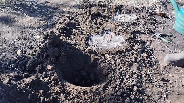 Пересадка ремонтантной малины.