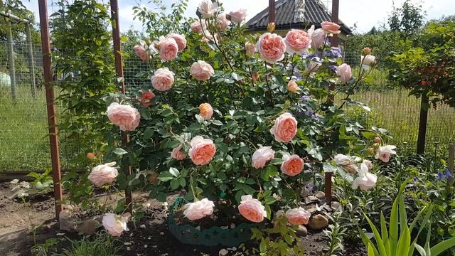Роза Абрахам Дерби . Rosa Abraham Derby . Английские розы .