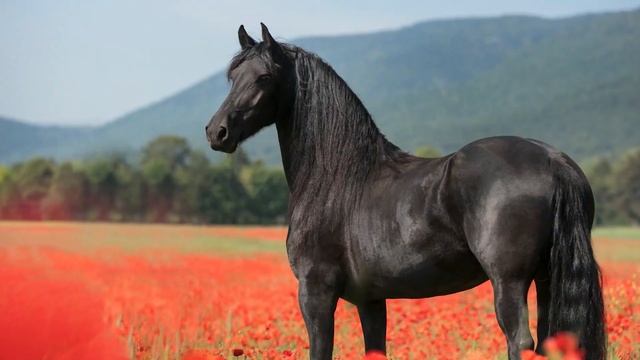 Испанская гитарная музыка _ Гитарная музыка фламенко