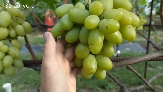 Серьёзный крупноплодный виноград" Василиса -2" (Калугин В. М.)