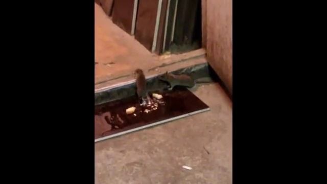 Клей для крыс-отличное средство!!!