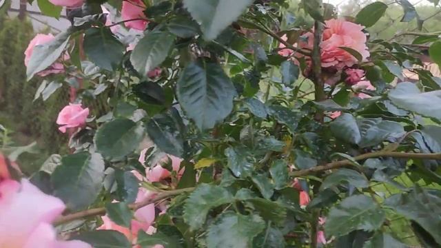 Роза Барок (rose Barok)
