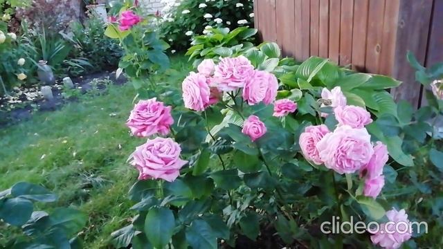 Роза Розенграфин Мария Генриетта (Rosengräfin Marie Henriette)