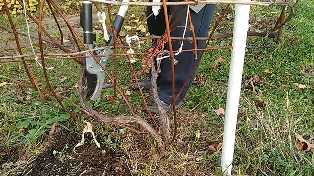 Виноград в Подмосковье. Обрезка осенью.