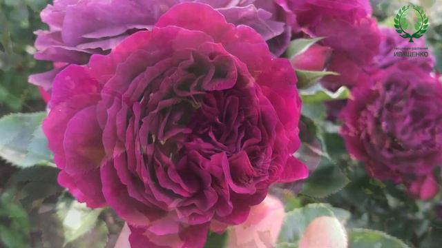 Роза Эбб Тайд/Ebb Tide, Purple Eden. Видео/карта. Питомник ? и ? Е. Иващенко