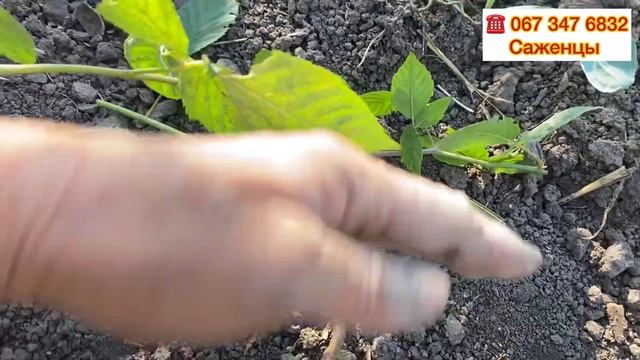 ПОСАДКА ЕЖЕВИКИ осенью, особенности и нюансы//Как правильно сажать Ежевику//Купить саженцы Ежевики