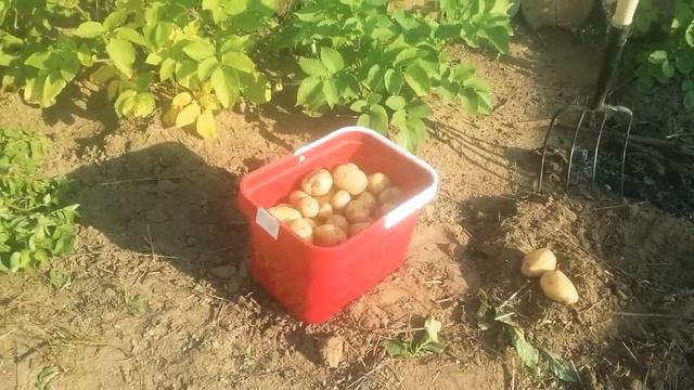 Картофель Коломбо одно разочарование.
