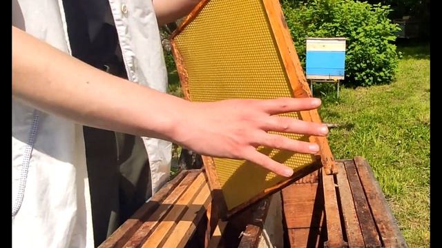 Как завести пчел с ноля ?|Уроки И Советы Для Начинающих Пчеловодов| С Чего Начать Пчеловодство Виде